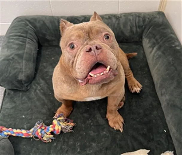 An adult medium-sized male American Bulldog dog named Goonies for adoption in Toledo, OH