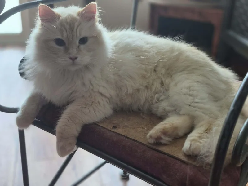 An adult large-sized male Flame Point Ragdoll cat named Boomer for adoption in North Myrtle Beach, SC