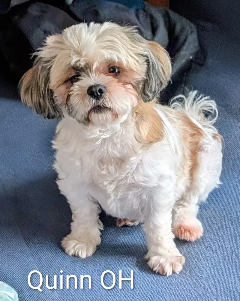 An adult small-sized female White / Cream Shih Tzu dog named Quinn for adoption in Berryton, KS