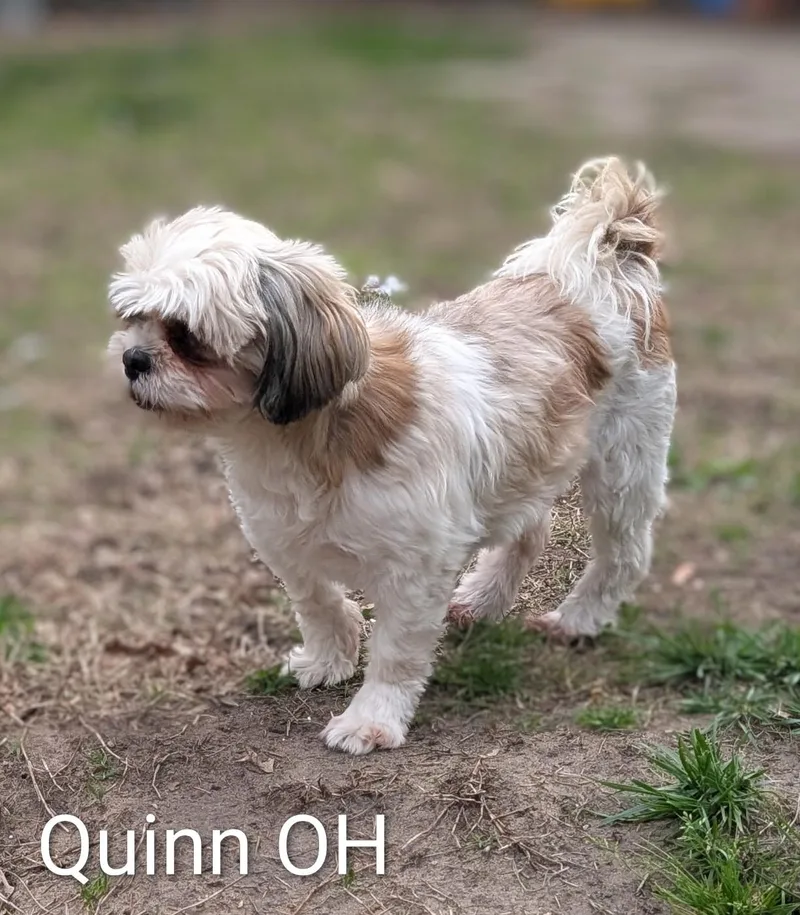 Quinn thumbnail 2