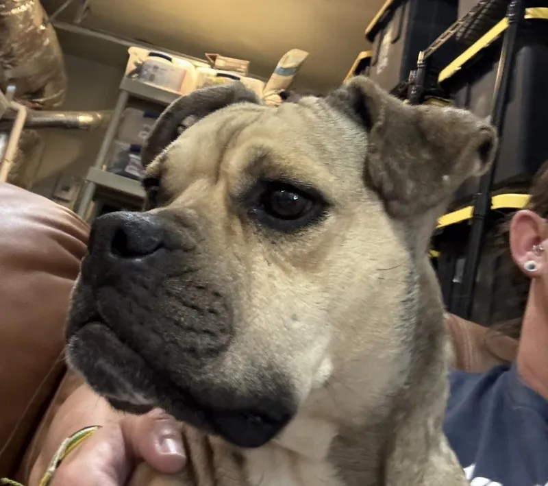 An adult medium-sized female Boxer dog named Duchess for adoption in Stagecoach, NV