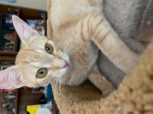 Cp  Nc Peaches thumbnail 2