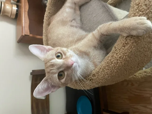 Cp  Nc Peaches thumbnail 3