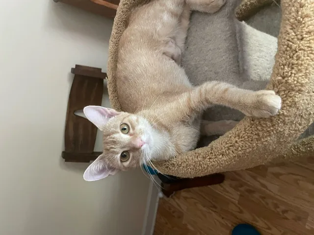 Cp  Nc Peaches thumbnail 4