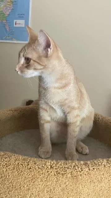 Cp  Nc Peaches thumbnail 5