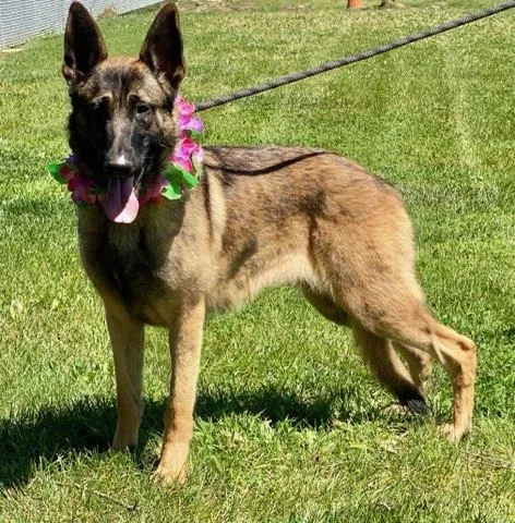 A young large-sized female Black German Shepherd Dog dog named Suzie for adoption in Colusa, CA