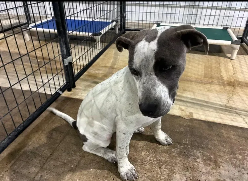 An adult medium-sized male Black Mixed Breed dog named Steve for adoption in St Henry, OH