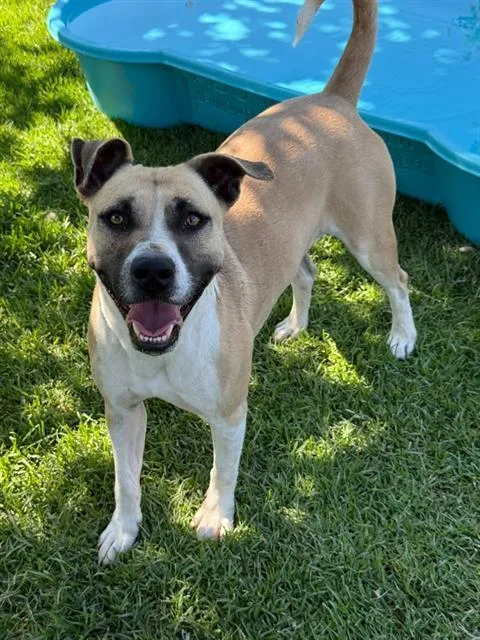 An adult large-sized female Shepherd dog named Wales for adoption in Riverside, CA
