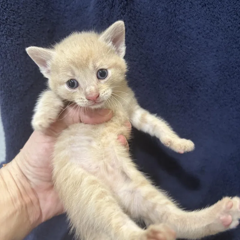 A baby small-sized male Orange / Red Domestic Short Hair cat named Marmalade for adoption in Oyster Bay, NY