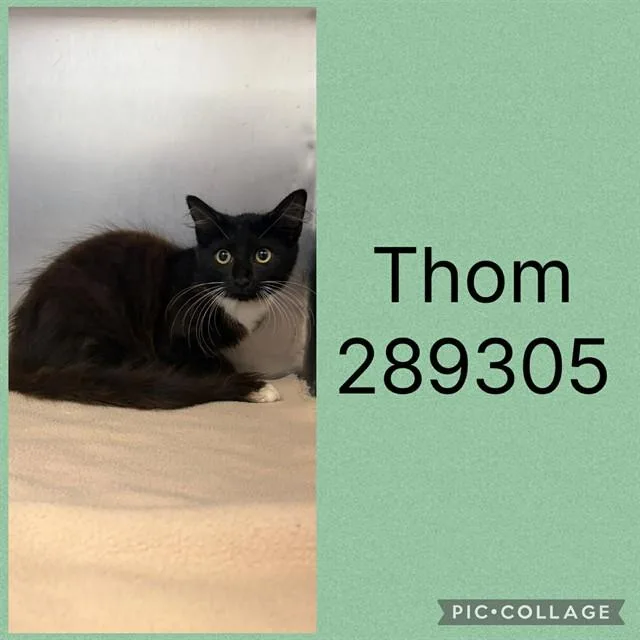 A baby small-sized male Domestic Short Hair cat named Thom for adoption in Macon, GA