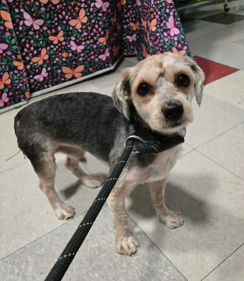 A young small-sized male Yorkshire Terrier dog named Malachi for adoption in Warren, MI