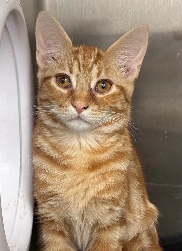 A baby small-sized male Domestic Short Hair cat named Froggy for adoption in Hartsville, SC