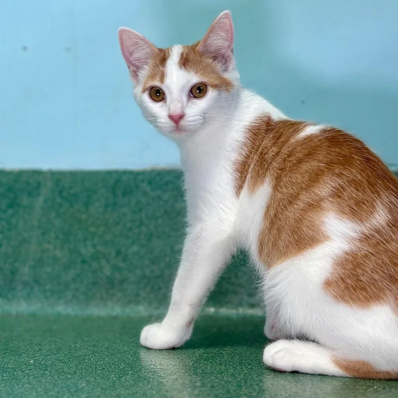 A baby small-sized male Domestic Short Hair cat named Nectarine for adoption in New Fairfield, CT