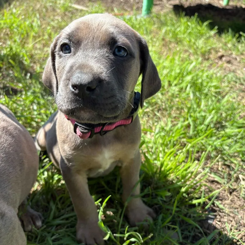 A baby small-sized female Brindle Great Dane dog named Polly for adoption in Turlock, CA