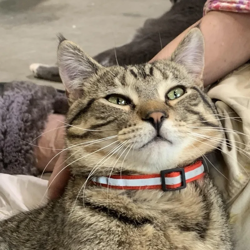 A young medium-sized male Buff / Tan / Fawn Domestic Short Hair cat named Rocco for adoption in Stockholm, WI