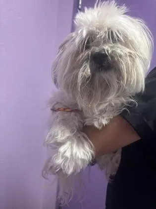 An adult small-sized male White / Cream Shih Tzu dog named 61110929 for adoption in El Paso, TX