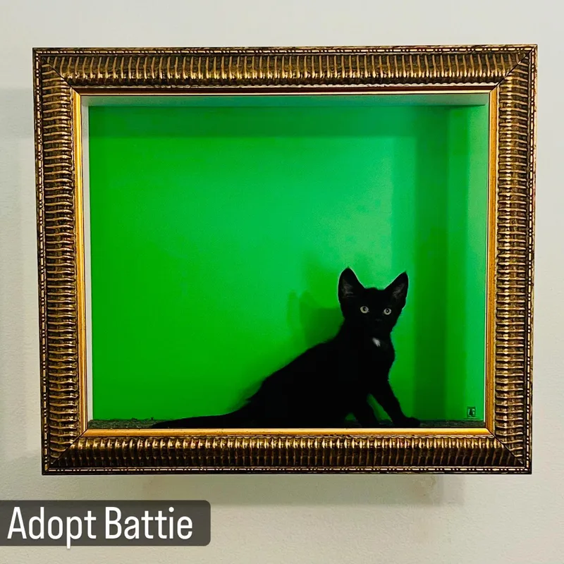 A baby small-sized male Black Bombay cat named Battie for adoption in Los Angeles, CA