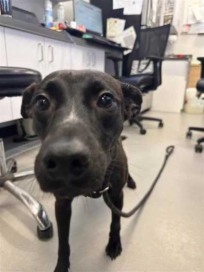 An adult medium-sized female Mixed Breed dog named Kylie for adoption in West Chester, PA