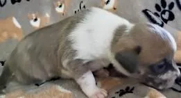 A baby small-sized male Chihuahua dog named Nitro for adoption in Madison, NJ
