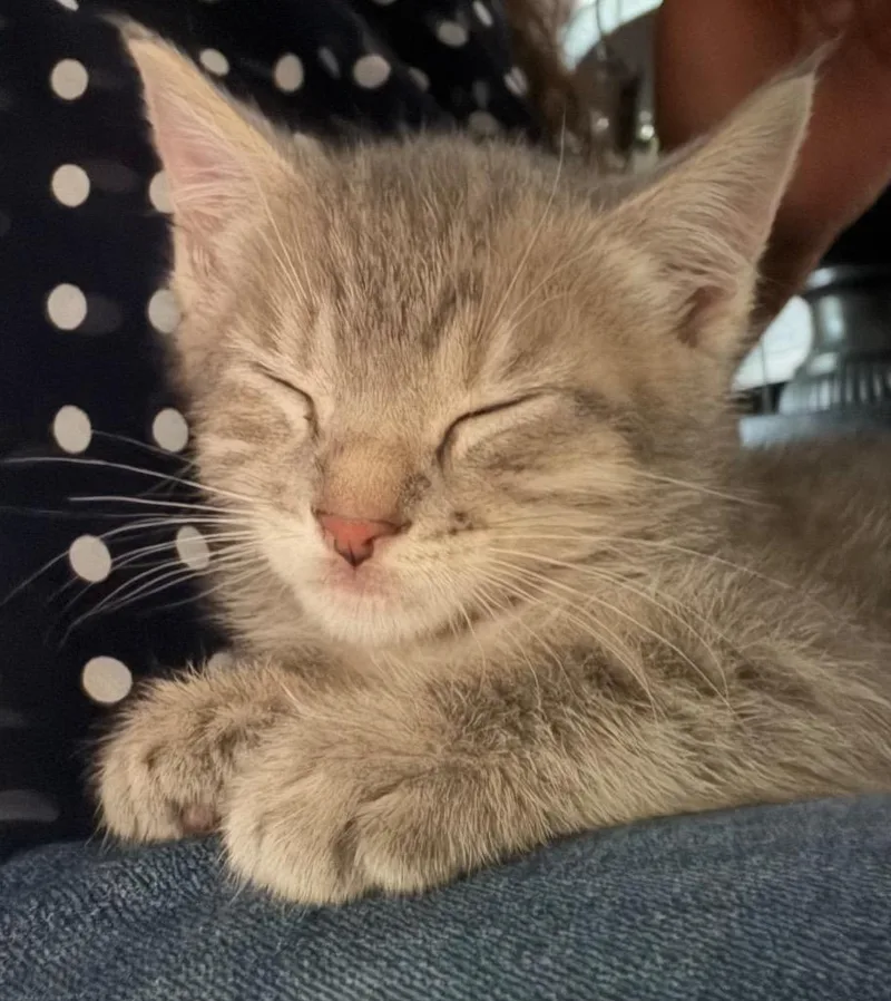 A baby medium-sized male Domestic Short Hair cat named Michael for adoption in San Antonio, TX