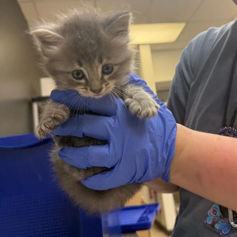 A baby small-sized male Gray / Blue / Silver Domestic Short Hair cat named Superman for adoption in Columbus, GA