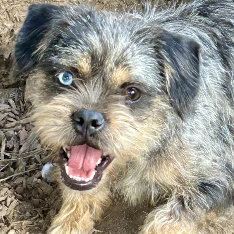 A young small-sized male Gray / Blue / Silver Brussels Griffon dog named Dipper for adoption in Rockville, MD