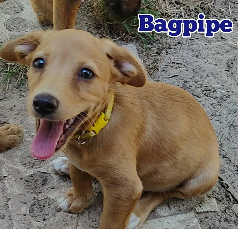 A baby medium-sized male Chihuahua dog named Bagpipe for adoption in New Baltimore, MI