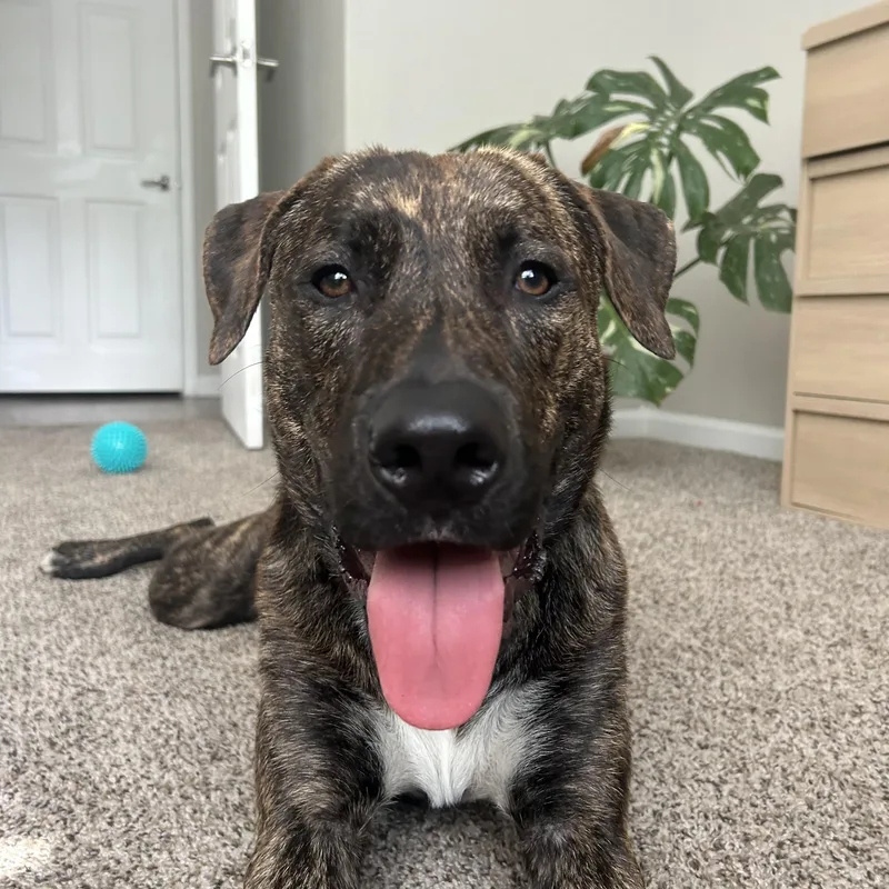 Ranger