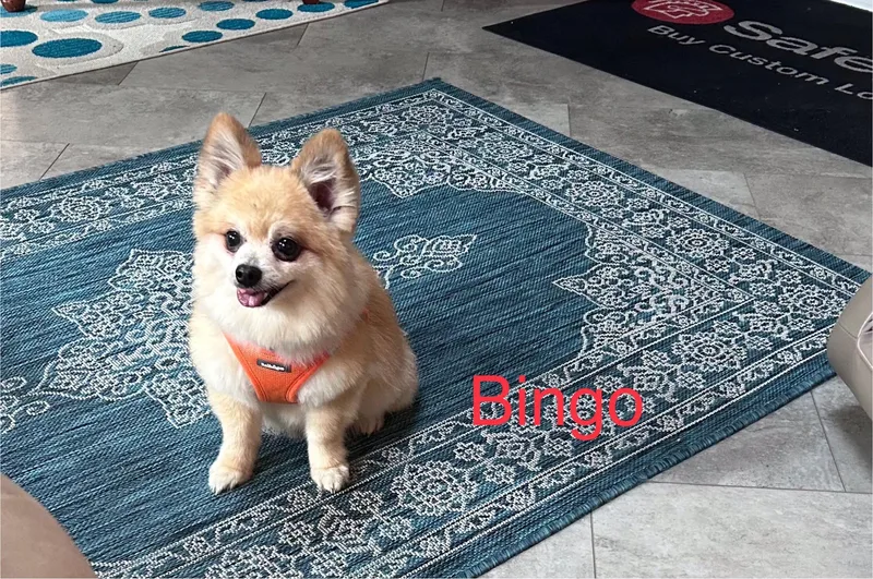 A senior small-sized male Pomeranian dog named Bingo for adoption in Maitland, FL