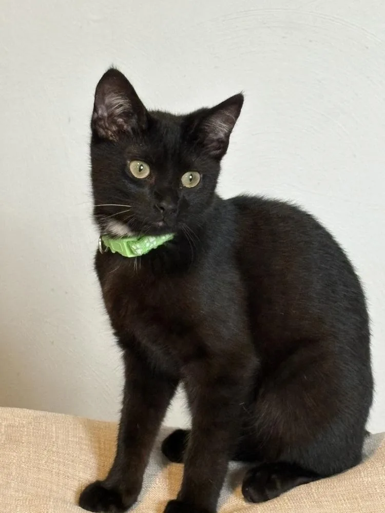 A baby small-sized male Black Domestic Short Hair cat named Cricket for adoption in West Mifflin, PA