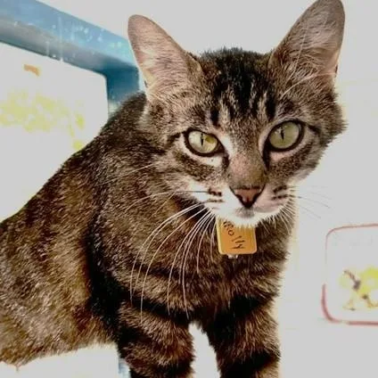 An adult medium-sized female Black & White / Tuxedo Tabby cat named Molly Social Former for adoption in Hoquiam, WA
