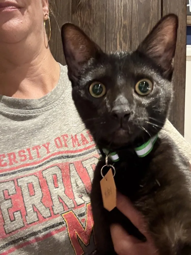 A baby small-sized male Black Domestic Short Hair cat named Mickey for adoption in Lewisburg, PA