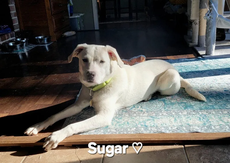 Sugar