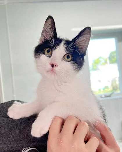 A baby medium-sized male Domestic Short Hair cat named Domino for adoption in Elmira, NY