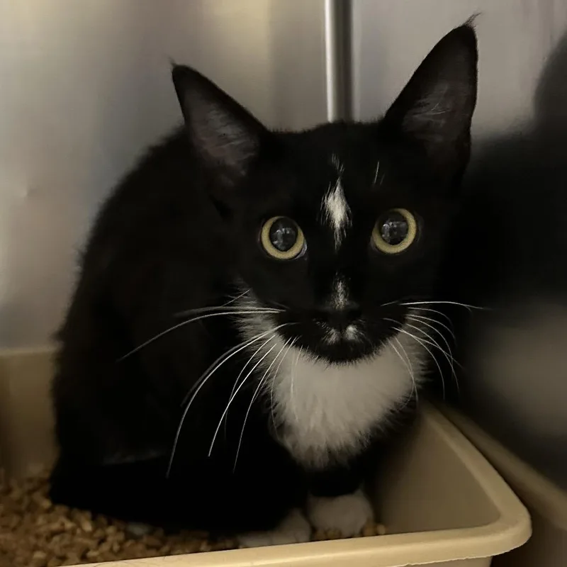 A young medium-sized female Black Domestic Short Hair cat named Diamond for adoption in Galveston, TX