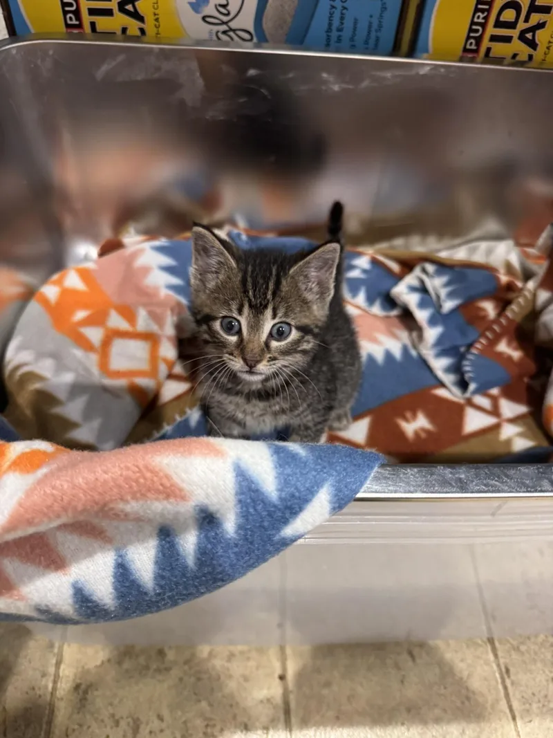 A baby small-sized male Domestic Short Hair cat named Peanut for adoption in Springfield, MO