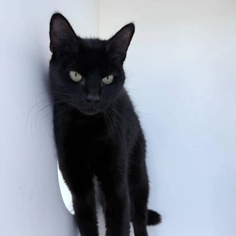 An adult medium-sized female Black Domestic Short Hair cat named Mayonnaise for adoption in Warwick, RI