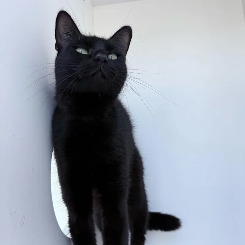 Mayonnaise thumbnail 2