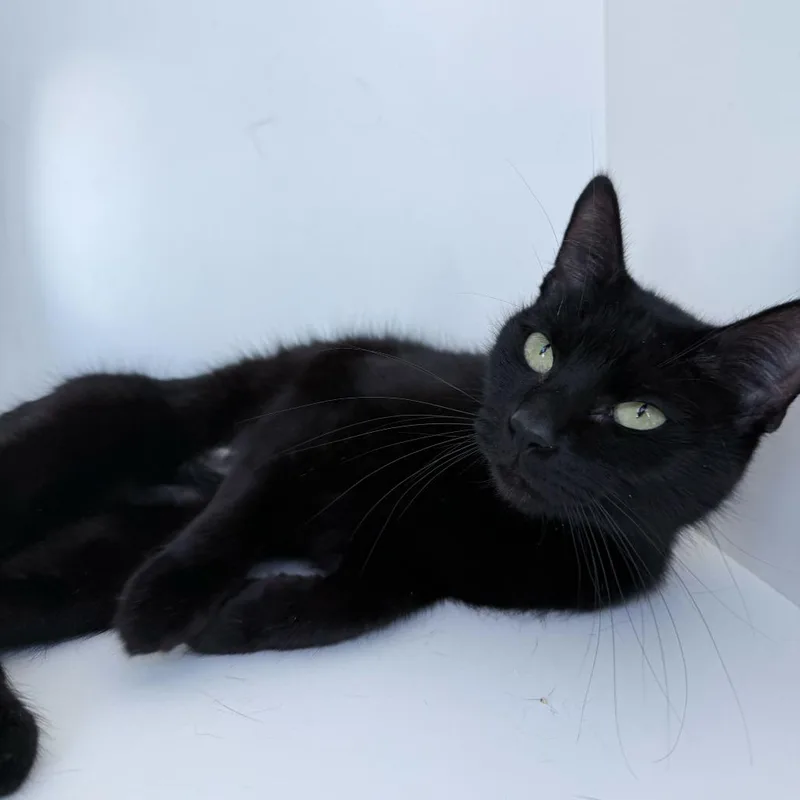 Mayonnaise thumbnail 3