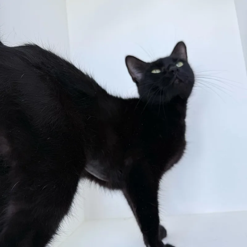 Mayonnaise thumbnail 4