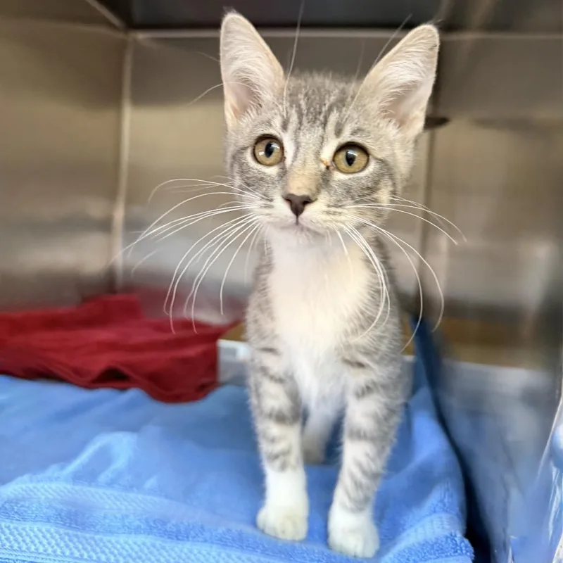 A baby small-sized female Gray / Blue / Silver Domestic Short Hair cat named Moss for adoption in Palm Springs, CA