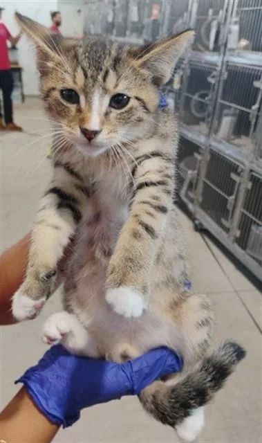 A baby small-sized male Domestic Short Hair cat named Elias for adoption in San Bernardino, CA