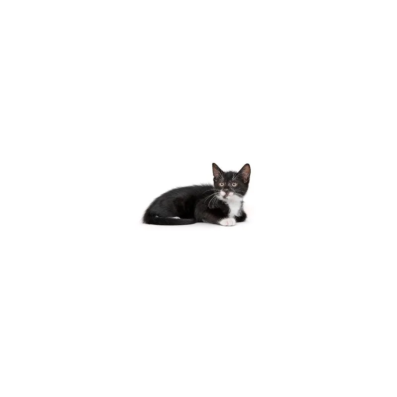 A baby small-sized male Black Domestic Short Hair cat named Mulberry for adoption in Playa Vista, CA