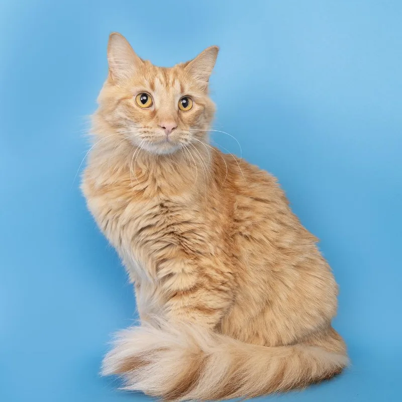 A young large-sized male Orange / Red Domestic Medium Hair cat named Cheese for adoption in Franklin, TN