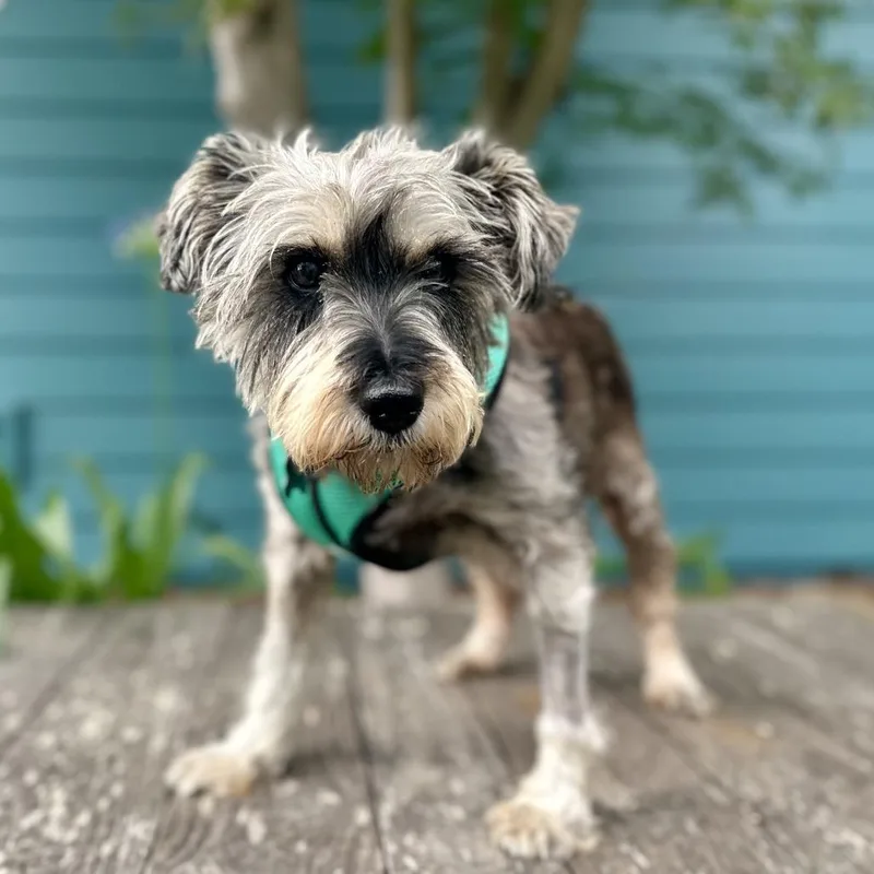 A senior small-sized female Gray / Blue / Silver Schnauzer dog named Bel Air for adoption in Pacific Grove, CA
