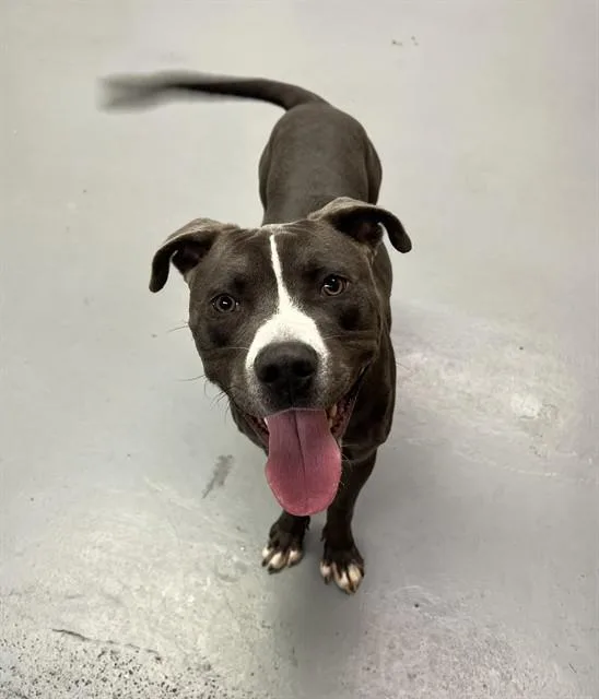 A young medium-sized male Gray / Blue / Silver Pit Bull Terrier dog named Grasshopper for adoption in Phoenix, OR