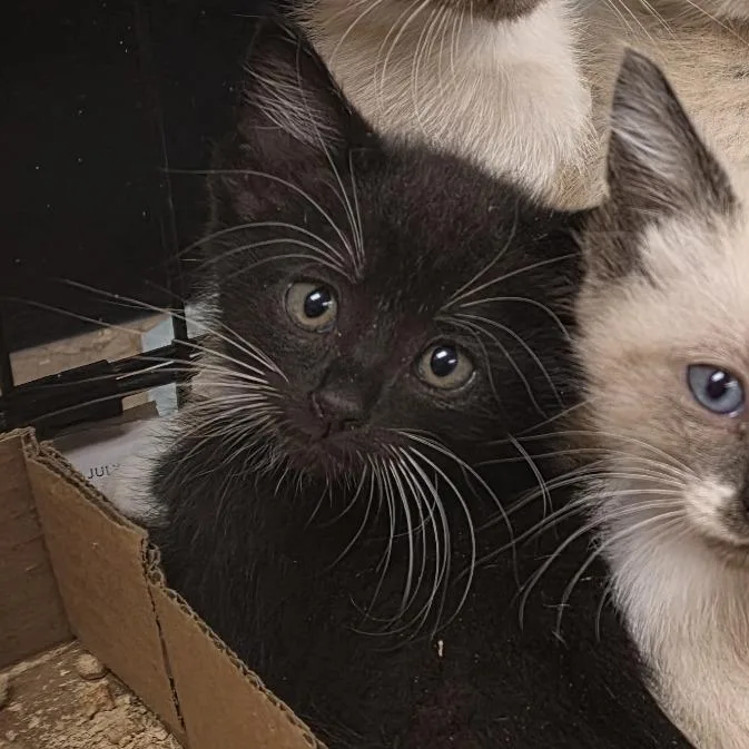 A baby small-sized female Domestic Short Hair cat named Mocha for adoption in Canton, NC