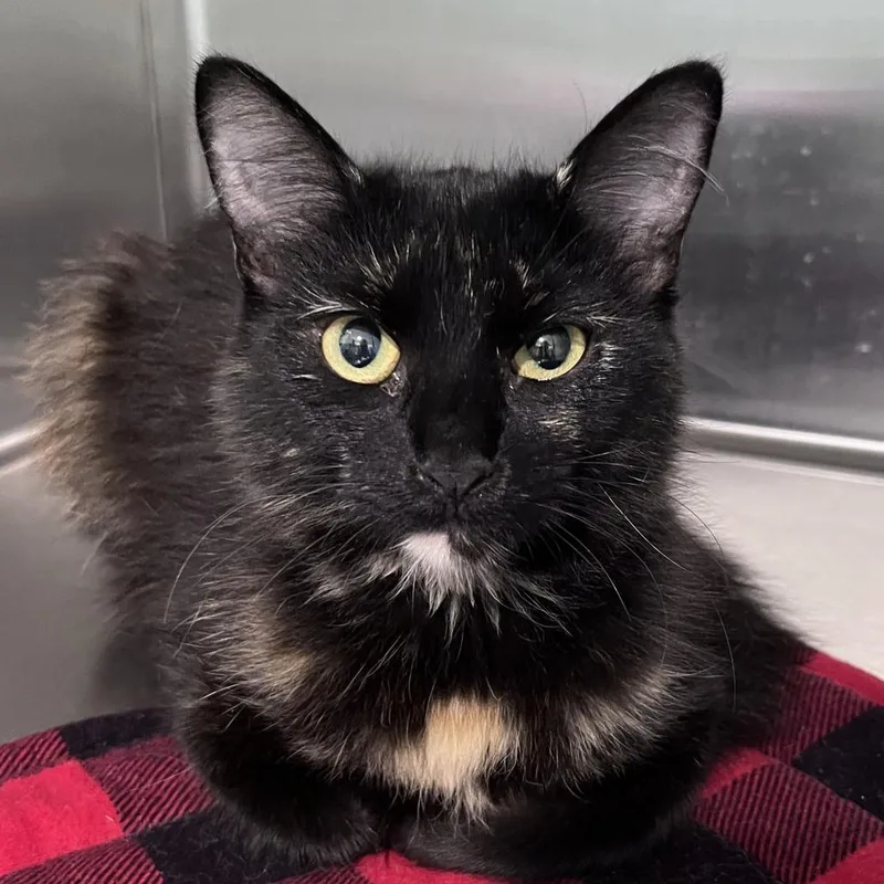 A young medium-sized female Tortoiseshell Domestic Long Hair cat named Minx for adoption in Washburn, MO