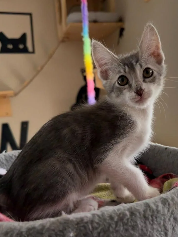 A baby small-sized male Gray & White Domestic Short Hair cat named Cameron for adoption in Wellington, FL