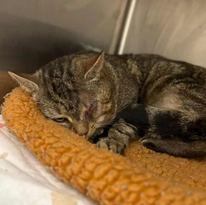 A young medium-sized male Domestic Short Hair cat named Rocket for adoption in Baldwin, MD